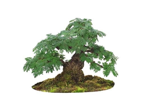 Utilizza il giusto filo di rame per modellare il jin su bonsai