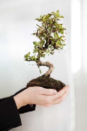 Come Fare Bonsai Melograno 1 Guida passo passo per coltivare e modellare un bonsai melograno con successo