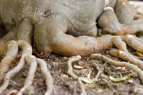 Suggerimento 1: Il significato spirituale del bonsai si riflette nella sua bellezza intima e nella sua capacità di incanalare l'energia positiva