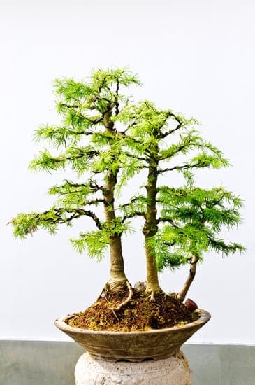 Bagnare l'ulivo bonsai: frequenza ideale per garantire la salute.