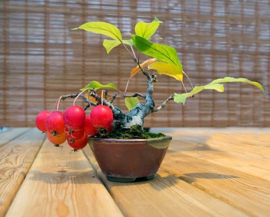 Vaso Per Bonsai 1 Vaso per bonsai: scopri la nostra selezione di contenitori ideali per la crescita del tuo bonsai