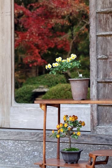 Rinvaso Bonsai 1 Scopri i segreti del rinvaso bonsai per una crescita sana e rigogliosa