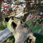 Utilizza contenitori in ceramica per esaltare la bellezza del bonsai