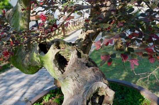 Risolvi il problema del tuo bonsai che perde le foglie con questi utili consigli
