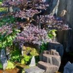 Come Si Curano I Bonsai Da Interno Scopri come si curano i bonsai da interno per mantenerli sani e rigogliosi
