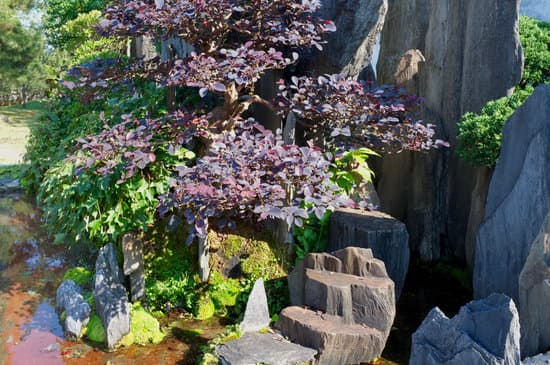 Scopri come si curano i bonsai da interno per mantenerli sani e rigogliosi