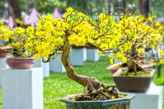 Come Potare Un Bonsai Di Ginseng 1 Guida dettagliata su come potare un bonsai di ginseng per la crescita ottimale