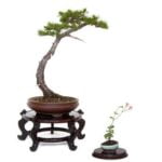 Miglior Negozio Online Bonsai Scopri il MIGLIOR NEGOZIO ONLINE BONSAI per acquisti di qualità e convenienza