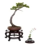 Miglior Negozio Online Bonsai Scopri il MIGLIOR NEGOZIO ONLINE BONSAI per acquisti di qualità e convenienza