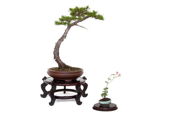 Miglior Negozio Online Bonsai 1 Scopri il MIGLIOR NEGOZIO ONLINE BONSAI per acquisti di qualità e convenienza