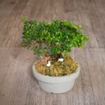 Bonsai Piccoli Acquista bonsai piccoli per decorare il tuo ambiente