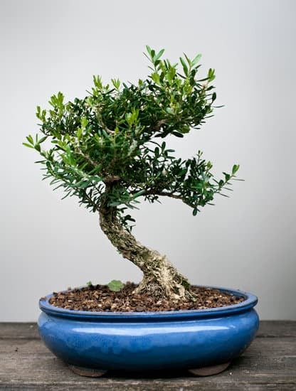 Dove Mettere Il Bonsai in Inverno 11 Dove mettere il bonsai in inverno: scelta di luogo protetto e ben illuminato