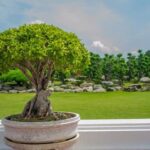 Corso Bonsai Scopri il miglior corso bonsai online per esperti e principianti