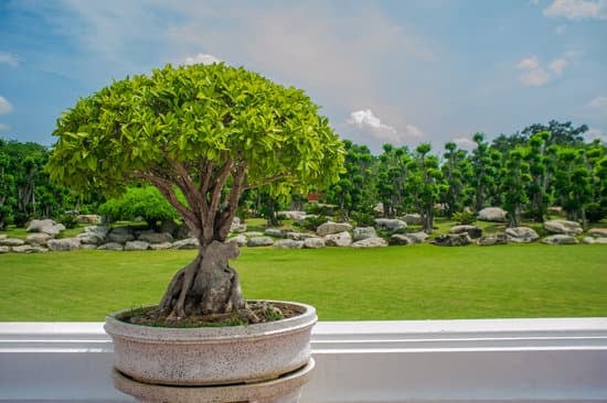 Corso Bonsai 1 Scopri il miglior corso bonsai online per esperti e principianti