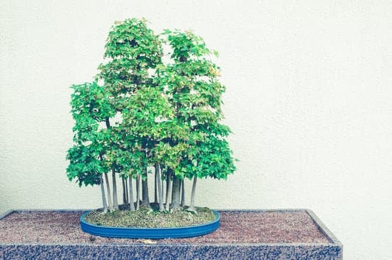 Quando Effettuare Il Rinvaso Del Bonsai Olivo 1 Scopri quando effettuare il rinvaso del bonsai olivo per garantire la sua salute ottimale