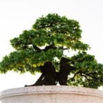 Forbici Bonsai Forbici Bonsai: l'utensile perfetto per la cura delle piante in miniatura