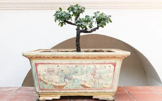 Acquista il tuo bonsai pianta online e goditi la sua bellezza in casa o in giardino