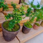 Bonsai Per Acquario Scegli aiuole di bonsai per l'acquario, perfetti per creare un ambiente naturale e rilassante