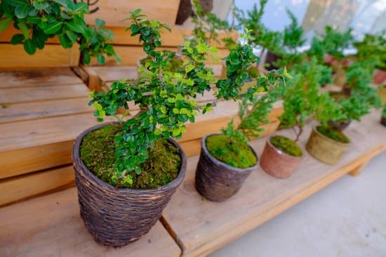 Bonsai Per Acquario 1 Scegli aiuole di bonsai per l'acquario, perfetti per creare un ambiente naturale e rilassante