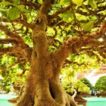 Come Piantare Bonsai Di Pino Come piantare bonsai di pino: guida dettagliata per principianti