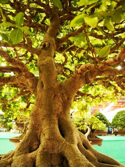 Come Piantare Bonsai Di Pino 1 Come piantare bonsai di pino: guida dettagliata per principianti