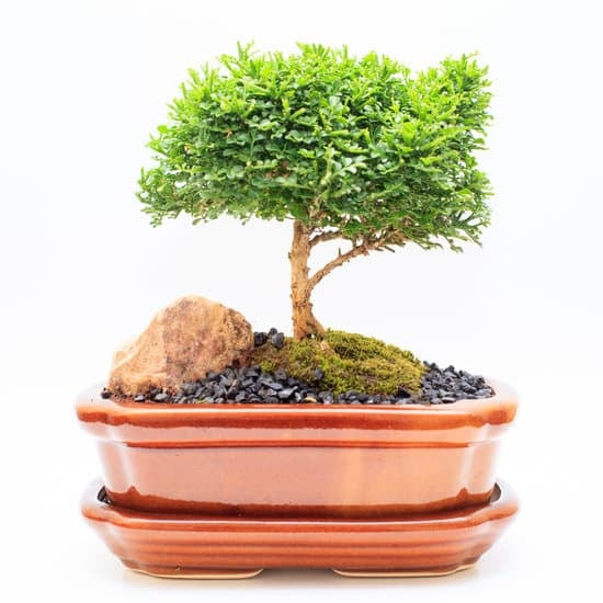 Pianura Bonsai 1 Come coltivare un bonsai nella pianura: consigli e tecniche per principianti