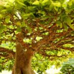Bonsai Piu Costosi Scopri i Bonsai più costosi del mondo e il loro fascino unico