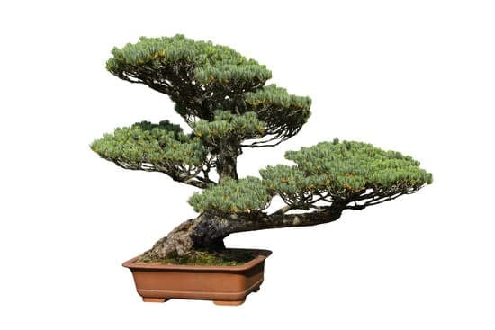 Albero Di Giada Bonsai 1 Albero di Giada Bonsai: la perfezione della natura in miniatura