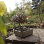 Come Coltivare Un Bonsai Di Ciliegio Guida dettagliata su come coltivare un bonsai di ciliegio con successo
