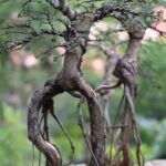 Come Si Scrive Bonsai in Giapponese Trova la corretta scrittura della parola Bonsai in giapponese con suggerimenti alt efficaci
