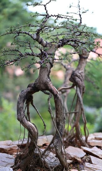 Come Si Scrive Bonsai in Giapponese 1 Trova la corretta scrittura della parola Bonsai in giapponese con suggerimenti alt efficaci