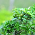 Creare un paradiso di pace con un grande olivo bonsai nel tuo giardino