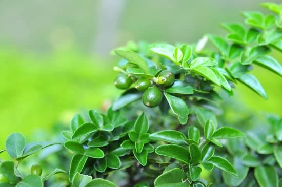 Olivo Bonsai Grande 1 Creare un paradiso di pace con un grande olivo bonsai nel tuo giardino