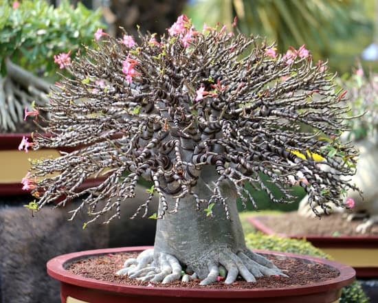 I migliori annaffiatoi per bonsai: guida completa all'acquisto e all'utilizzo