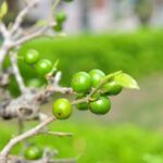 Bonsai Olivo Bomboniera Regala un tocco di natura con la bomboniera Bonsai Olivo, perfetta per ogni occasione speciale