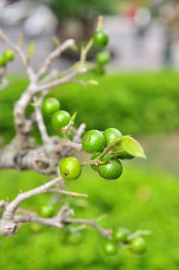 Barbazza Bonsai 1 Acquista i tuoi Barbazza Bonsai, la migliore scelta per il tuo giardino giapponese