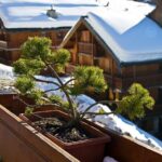 Come Fare I Bonsai Di Quercia Guida pratica su come fare i bonsai di quercia: consigli, tecniche e strumenti necessari
