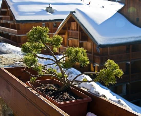 Come Fare I Bonsai Di Quercia 1 Guida pratica su come fare i bonsai di quercia: consigli, tecniche e strumenti necessari
