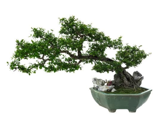 Il Bonsai B&B 1 Soggiorna al IL BONSAI B&B per un'esperienza unica nel verde