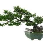 Bonsai Ficus Ginseng Cura Guida alla cura del bonsai ficus ginseng: consigli e trucchi per mantenerlo in salute