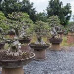 Come Si Curano Le Piante Bonsai Scopri come si curano le piante Bonsai con i nostri consigli esperti
