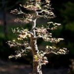 Vendita Bonsai Privati Scopri i segreti della vendita bonsai per privati