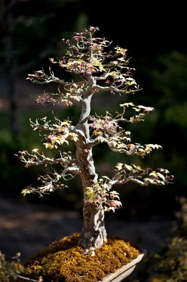 Vendita Bonsai Privati 1 Scopri i segreti della vendita bonsai per privati