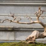 Pino Nero Bonsai Acquista online un autentico pino nero bonsai per un tocco naturale ed elegante