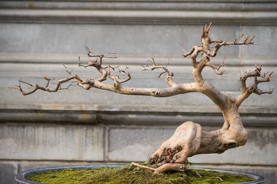 Pino Nero Bonsai 1 Acquista online un autentico pino nero bonsai per un tocco naturale ed elegante