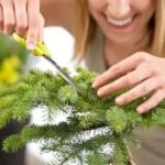 Vasi per bonsai Ikea: qualità e stile a prezzi convenienti