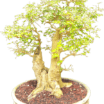 Quanto Tempo Devo Tenere Filo Pianta Bonsai Quanto tempo deve tenere filo pianta bonsai: guida definitiva per principianti