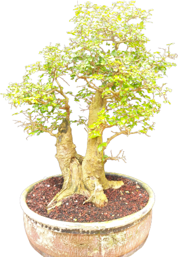 Quanto Tempo Devo Tenere Filo Pianta Bonsai 1 Quanto tempo deve tenere filo pianta bonsai: guida definitiva per principianti