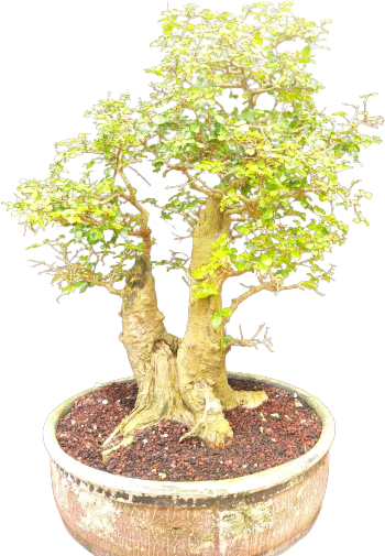 Quanto Tempo Devo Tenere Filo Pianta Bonsai 1 Quanto tempo deve tenere filo pianta bonsai: guida definitiva per principianti