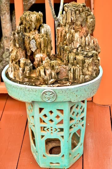 Come curare bonsai: guida pratica e consigli per un bonsai sano e vigoroso